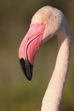 Sudan yeni çıkmış pembe bir flamingonun portresi..