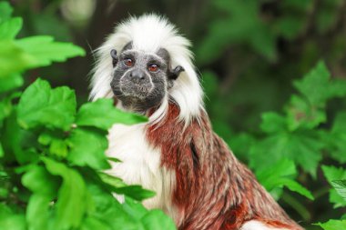 Cotton-top tamarin on the tree. Little monkeyy that is very agile and active and is fun to watch.