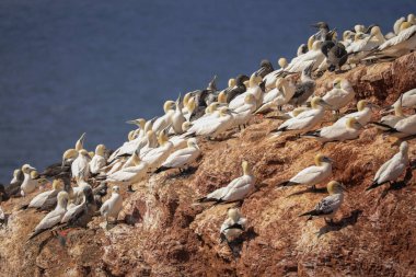 Bir uçurumun kenarındaki yuva yeri..