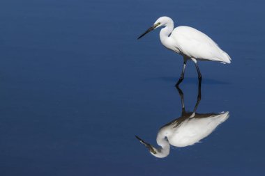 Silver Heron, reflecting in the water surface of the lake.