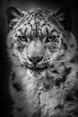 Black-white portrait of a snow leopard.