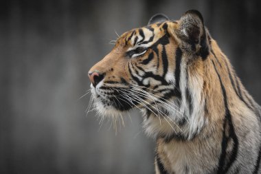 Sumatra kaplanı avına bakıyor..