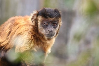 Tufted Capuchin Portresi (Cebus apella).