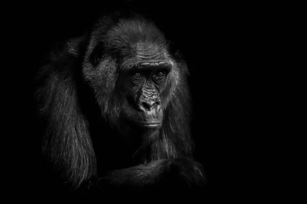 Foto Retrato Gorila Planície Com Fundo Preto — Fotografia de Stock