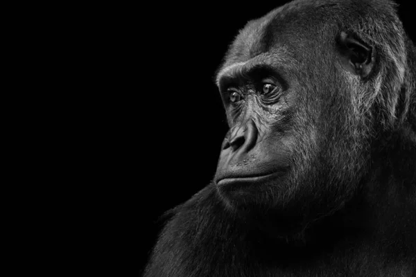 Black - white portrait of a lowland gorilla.