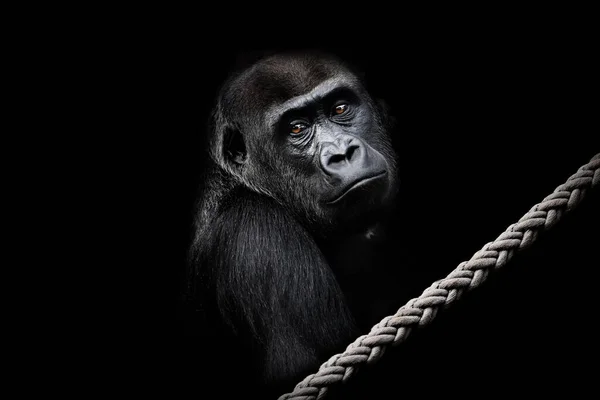 Gorilla Zoo Auf Schwarzem Hintergrund Und Einem Seil Vordergrund — Stockfoto