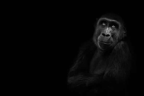 A black and white gorilla looking up against a black background.