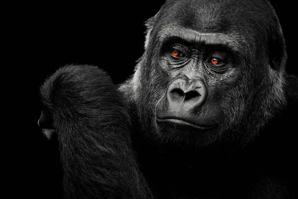Een Zwart Wit Schot Van Een Laagland Gorilla Wanneer Zijn — Stockfoto