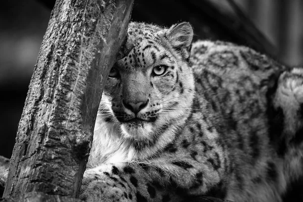 Leopardo Nieve Mirando Lente — Foto de Stock