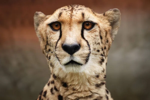 Portret Foto Van Een Cheeta Met Rotsen Achtergrond — Stockfoto