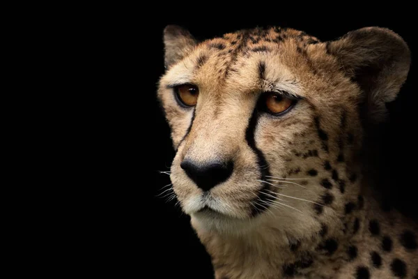 Kleurrijk Portret Van Een Cheeta Die Wegkijkt — Stockfoto