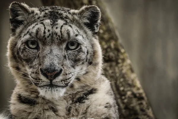 Leopardo Nieve Mirando Lente — Foto de Stock