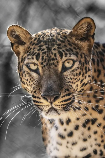 Ceylon Leopard Photographed Natural Environment — 图库照片