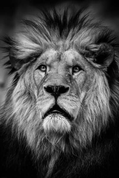A black and white photo of a desert lion that is a bit rosy.