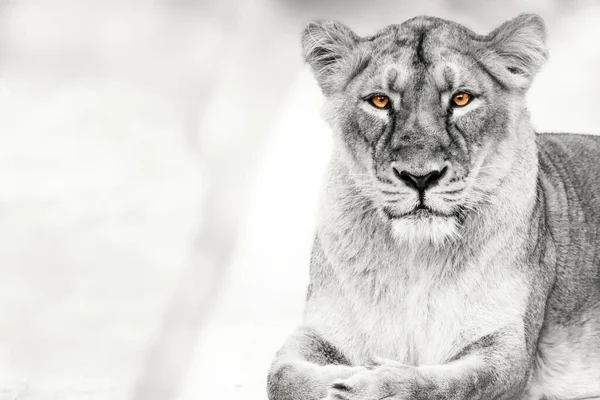 一只苍白的母狮在白色的背景下孤立无援 — 图库照片