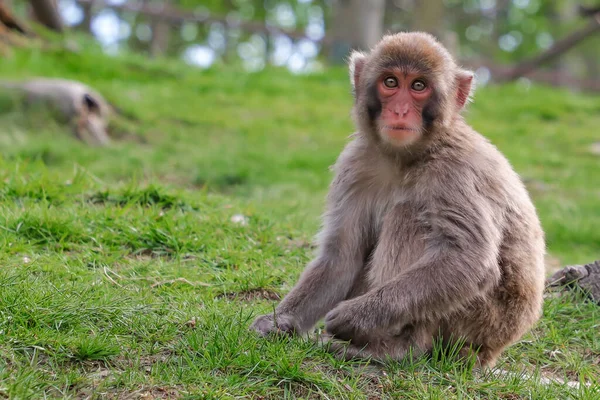 Macaco Hierba Pequeño Mono Popular — Foto de Stock