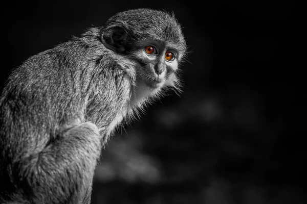 Een Schattig Aapje Dat Vooral Boomtoppen Zit — Stockfoto