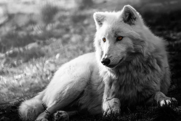 Black and white nordic wolf lying on the grass.