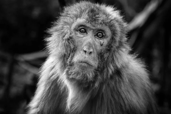 Macaco Cara Roja Con Catarata — Foto de Stock