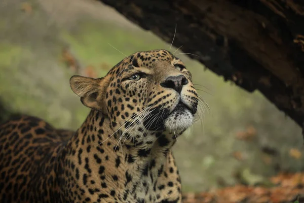 Leopardo Persa Descansando Bajo Tronco Árbol — Foto de Stock