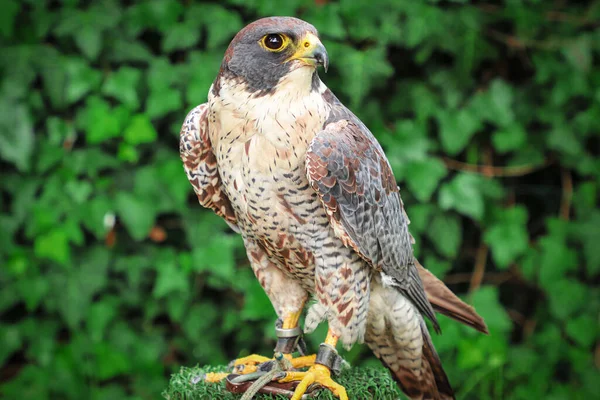 Falcão Peregrino Que Está Descansando Seu Lugar — Fotografia de Stock