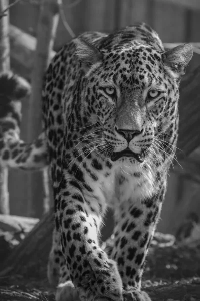 Leopardo Persa Caminando Contra Observador — Foto de Stock