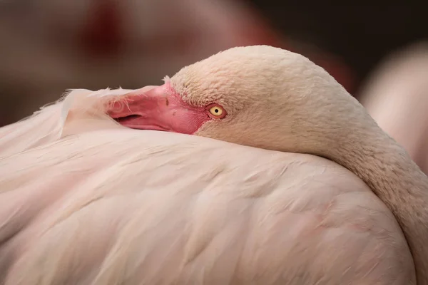 Colourful Portrait Head Flamingo Bright Backgroun — Fotografia de Stock