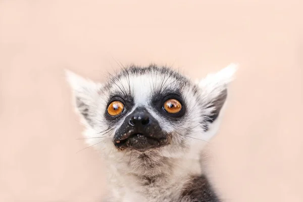 A closer grip of a lemur that just lifted his head away from the food.