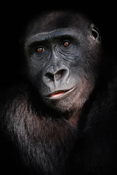 Een Gorilla Een Zwarte Achtergrond Met Zijn Mond Een Kier — Stockfoto
