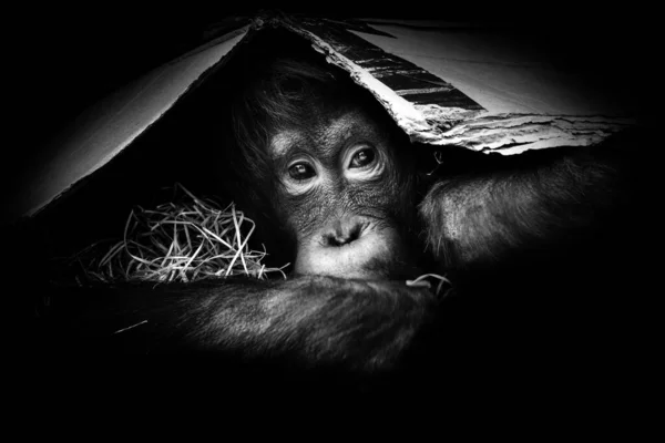 Portrait Little Orangutan Monochromatic Colour Black White Poster Young Monkey — Foto de Stock