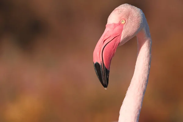 Colourful Portrait Head Flamingo Bright Backgroun — Stock fotografie