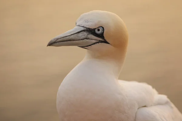 Djur Naturen — Stockfoto