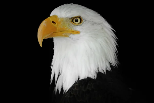 Retrato Uma Águia Fundo Preto Águia Retrato Cores Pássaro Americano — Fotografia de Stock
