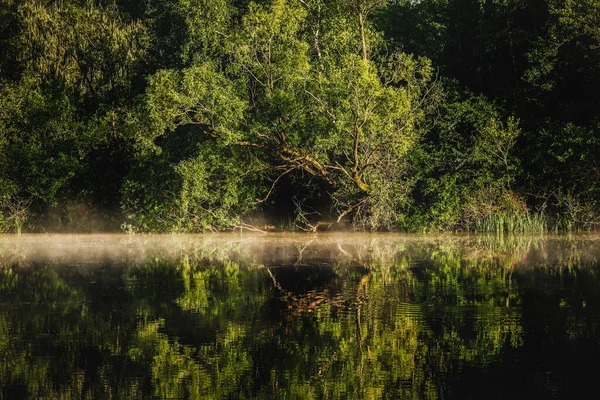 Reflet Lisière Forêt Dans Lac — Photo