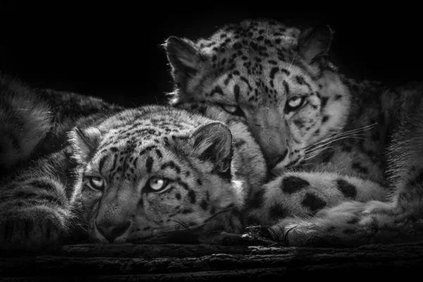 Leopardo Nieve Que Acaba Despertar Después Descanso Tarde — Foto de Stock