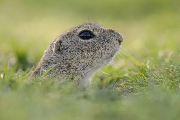 Portrét Hlodavce Trávě Spermophilus Citellus — Stock fotografie