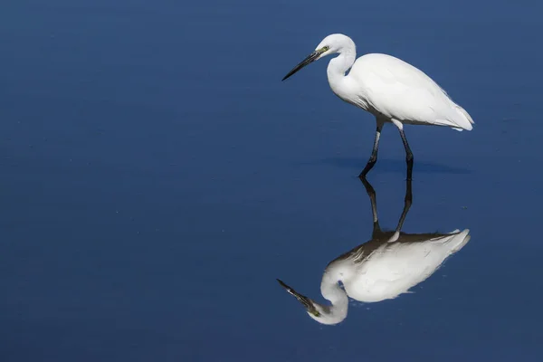 Silver Heron Reflecting Water Surface Lake — Photo