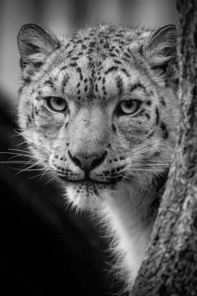 Sněžný Leopard Kmenem Stromu — Stock fotografie