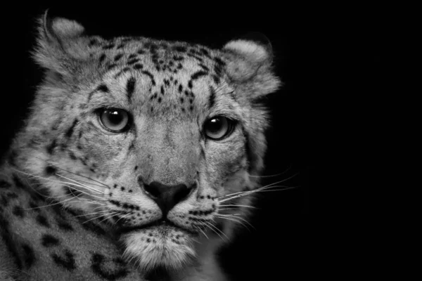 Portrétní Fotografie Sněžného Leoparda Černým Pozadím — Stock fotografie