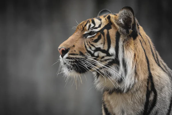 Tigre Sumatra Mirando Presa — Foto de Stock