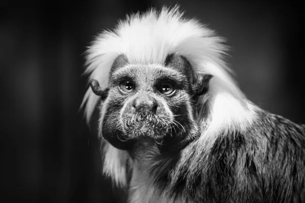 Tamarin Pinscher Und Sein Schwarz Weißes Gesicht — Stockfoto