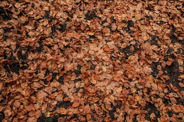Texture of autumn, fallen leaves in the forest. Texture of leaf. Texture of dry leaves. Background of forest