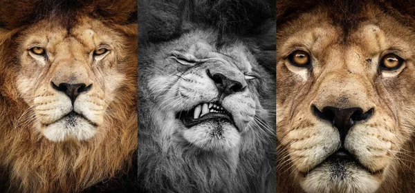 三只狮子描绘了三个不同的时刻 两色一黑一白 — 图库照片