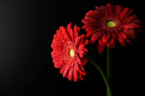 Прекрасный Цветущий Гербер Сфотографированный Чёрном Фоне — стоковое фото