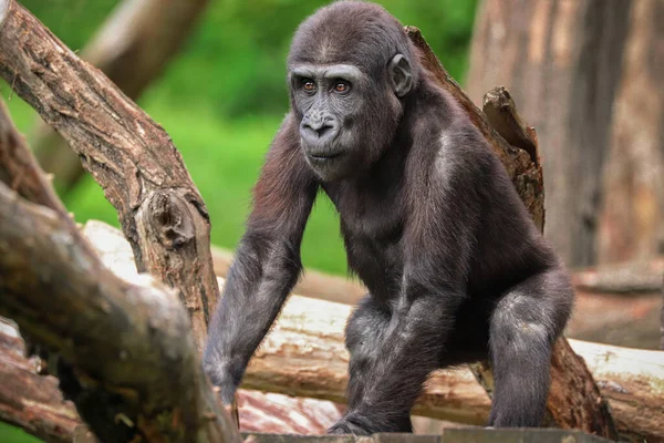 Een Jonge Gorilla Laagland Een Natuur Achtergrond — Stockfoto