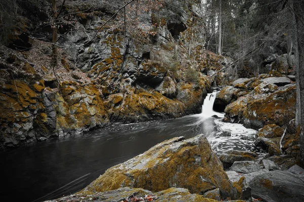 Rivière Sauvage Dans Forêt — Photo