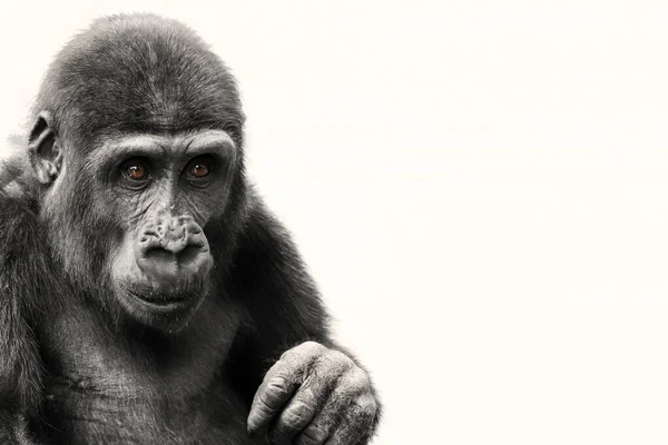 Ein Junger Gorilla Flachland Vor Weißem Hintergrund — Stockfoto