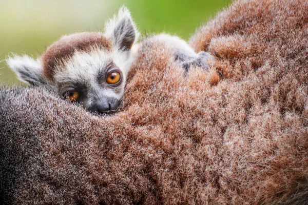 Een Maki Die Aan Rug Van Zijn Moeder Vastzit — Stockfoto