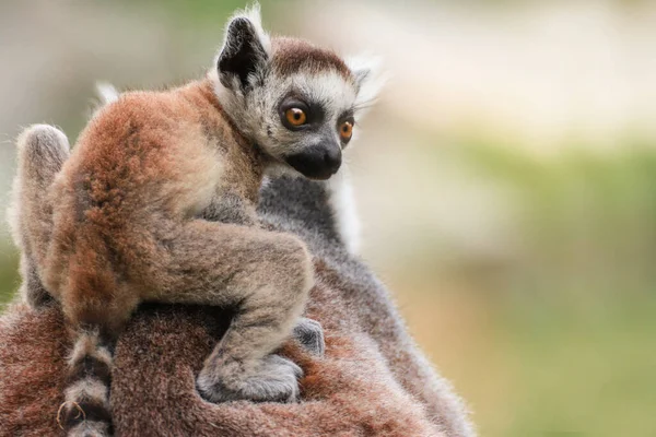 Malej Lemur Visí Matčiných Zádech — Stock fotografie