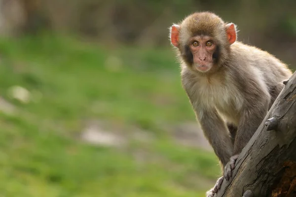 Macaco Joven Cara Roja Tronco Árbol Caído — Foto de Stock
